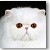  Persian Cat Grand Champion National Winner Areli