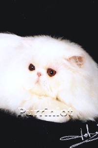 Nation Cat Show Winner- Majestic