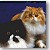  Persian Cat Grand Champion Oarion 1