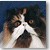 Persian Cat Grand Champion Patcher
