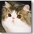 Persian Cat Grand Champion Max
