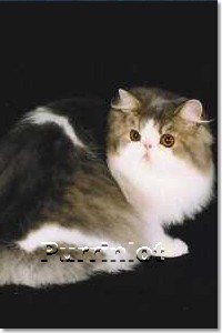 Beautiful Pictures of Persian cats
