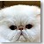 Persian Cat Grand Champion Palandin