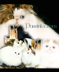 Persian Cats Blog