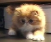 Persian cat movie