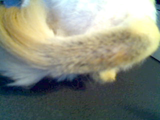 shaved stud tail on a cat