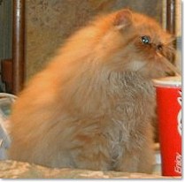 Vanity drinks soda