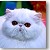 Bicolor Persian Grand - Regional Winner Breathless