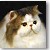 Bicolor Persian Grand Hercules