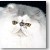 Bicolor Persian Grand- Zues