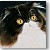 Persian Cat Oarion