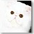 White Persian Cat Wisdom