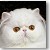 White Persian Grand Daniel